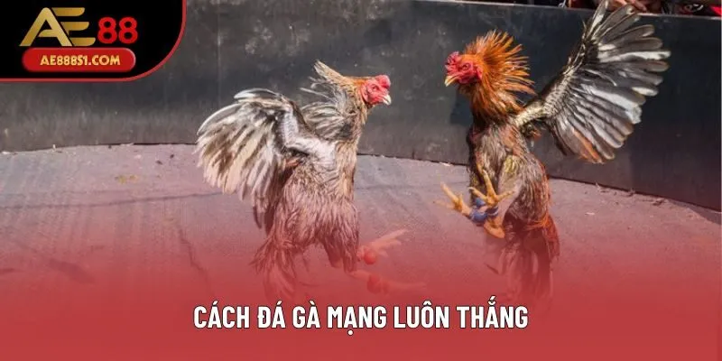 Cách Đá Gà Mạng Luôn Thắng: AE888 Chia Sẻ Cho Người Mới