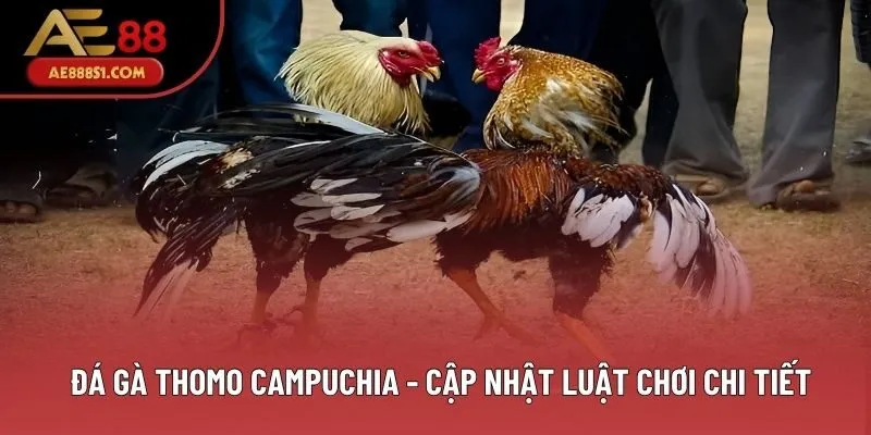 Đá Gà Thomo Campuchia - Cập Nhật Luật Chơi Chi Tiết